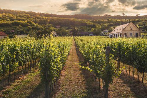 Adamo Estate Winery